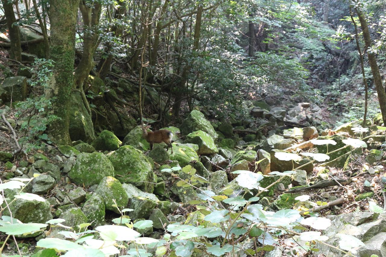 Cottage Yakusugi House Yakushima  Ngoại thất bức ảnh