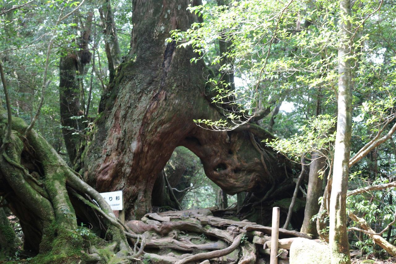 Cottage Yakusugi House Yakushima  Ngoại thất bức ảnh
