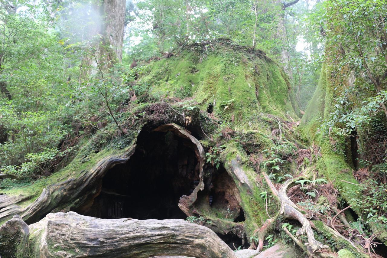 Cottage Yakusugi House Yakushima  Ngoại thất bức ảnh