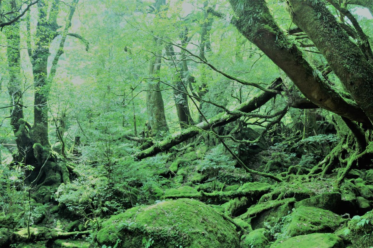Cottage Yakusugi House Yakushima  Ngoại thất bức ảnh