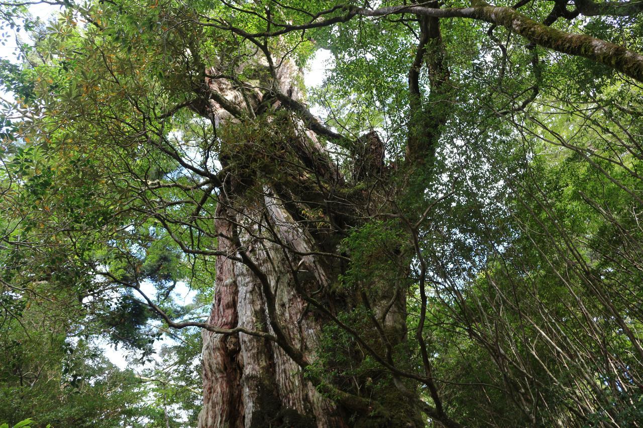 Cottage Yakusugi House Yakushima  Ngoại thất bức ảnh